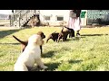 Labrador Retriever dogs for sale: Zinnia - Video 1