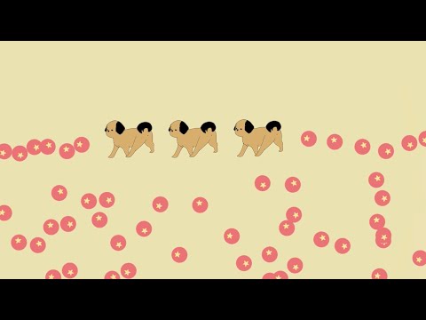 Shih Tzu Circus by Sara Wasserman