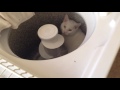 Cat In Washing Machine