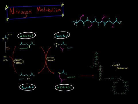 Nitrogen Metabolism, Transamination and Deamination (EVERYTHING YOU NEED TO KNOW BIOCHEMISTRY MCAT)