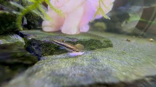 Least Killifish baby guards a food flake