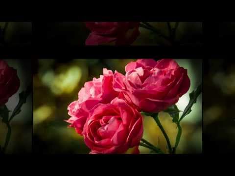МОИ ЛЮБИМЫЕ ДРУЗЬЯ-СЕРГЕЙ ДУБРОВИН