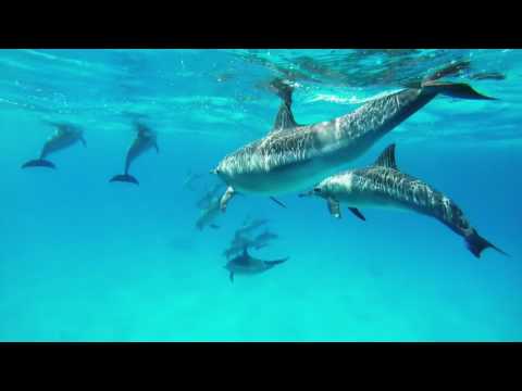 Dolphins at Samadai Reef, Red Sea