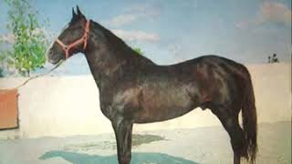 Bronco - 02 Cariño Grande