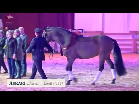 Elitehengst Askari v. Acord II - Lavall I