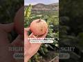 Granatapfel Mollar direct video