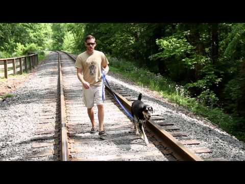 Kevin Duggan from All Dogs go to Kevin talking about his style of dog training