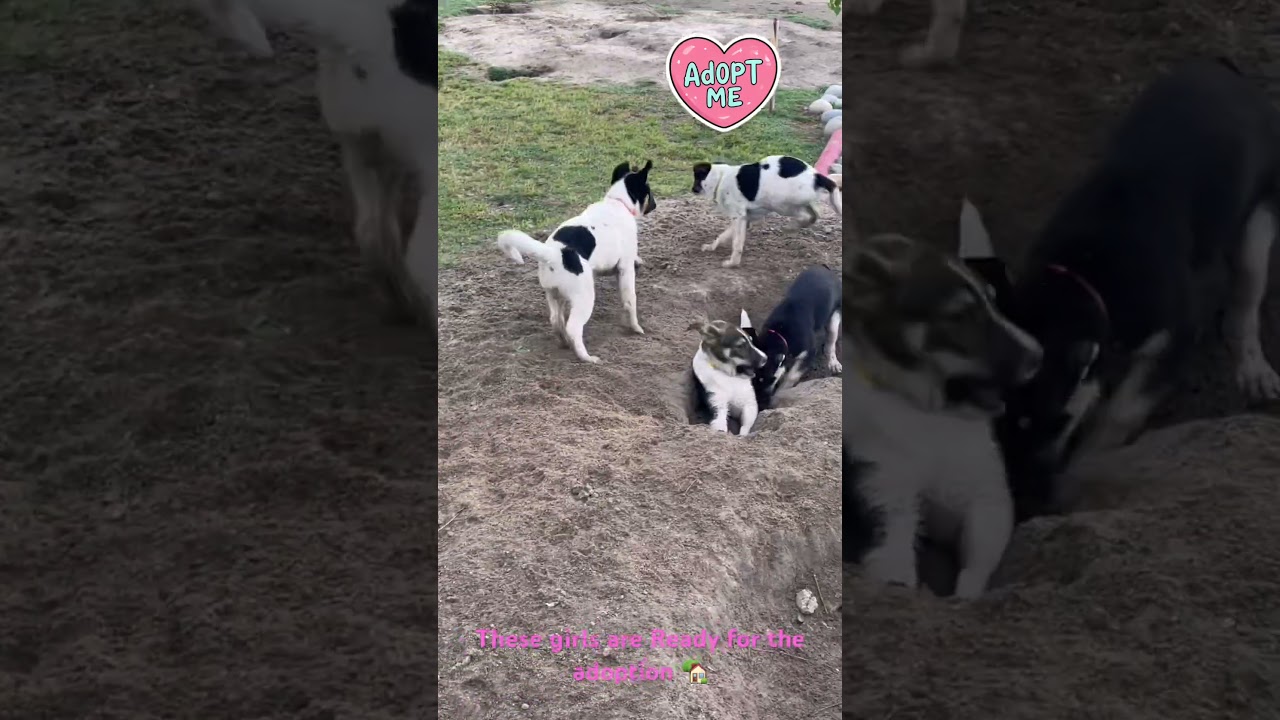 Macy, a Adoptable mixed breed in Manteca, CA video 5/6