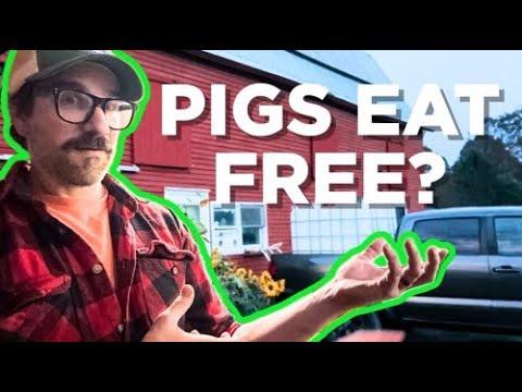 Best FREE Pig Feed Revealed—Save Money And Improve Your Pork