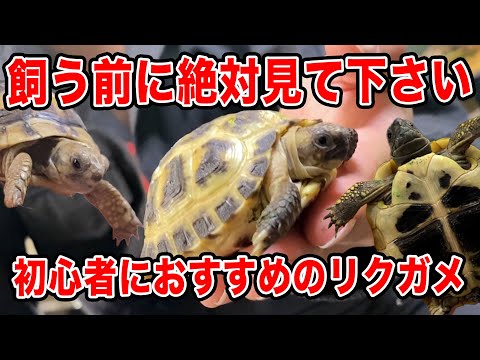 ホモプスについて詳しく解説