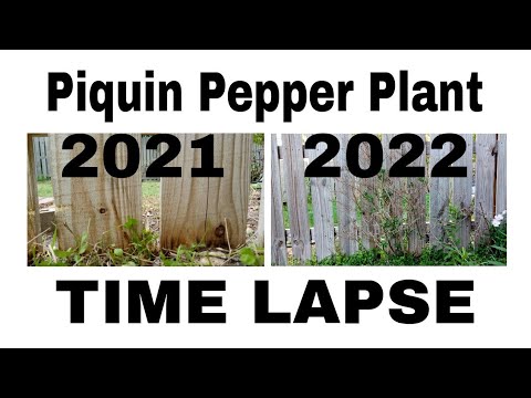 1 Year Piquin Pepper Plant TIME-LAPSE