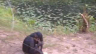 preview picture of video 'Kinshasa- Bonobos mars 2012'