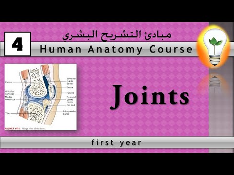 Human Anatomy Course 11 – Genital System تشريح الجهاز التناسلي