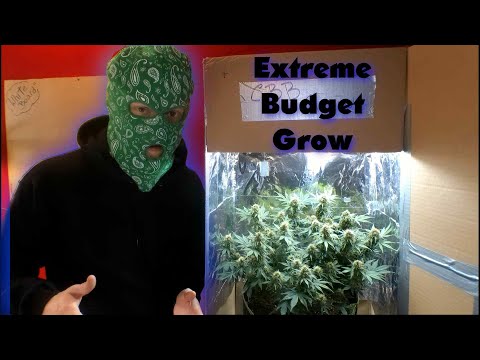 EXTREME Budget Grow (Grow Weed Easy) Ultimate beginners guide. Part 1 Seeds and Germination