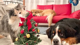 - このメンバーで過ごす初めてのクリスマス