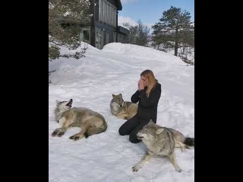 Howling next to Norwegian Wolves!