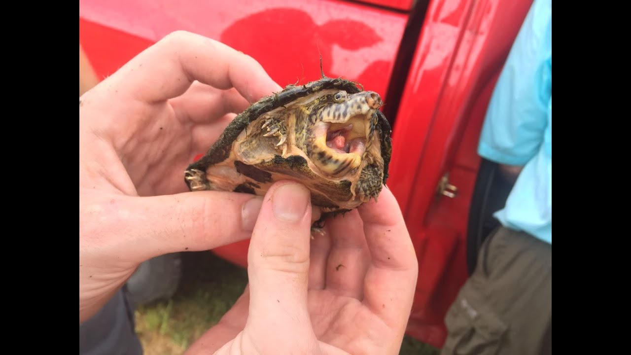 Turtle Trapping Gone Wrong