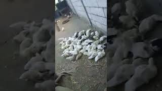 a lot of Pekin Duck | Backyard