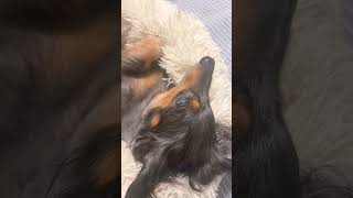 気持ち良すぎて起きれないワン🐶
