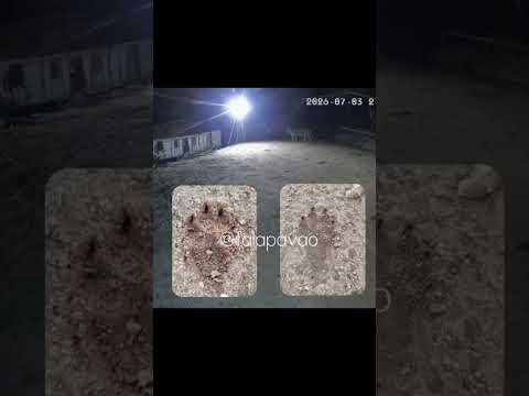 #onçapintada encontrada no interior de vila pavão no estado do espírito santo