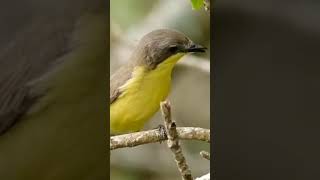 Download lagu remetuk laut jantan superrr gacor #birds #birdsong mp3 Download lagu remetuk laut jantan superrr gacor #birds #birdsong mp3