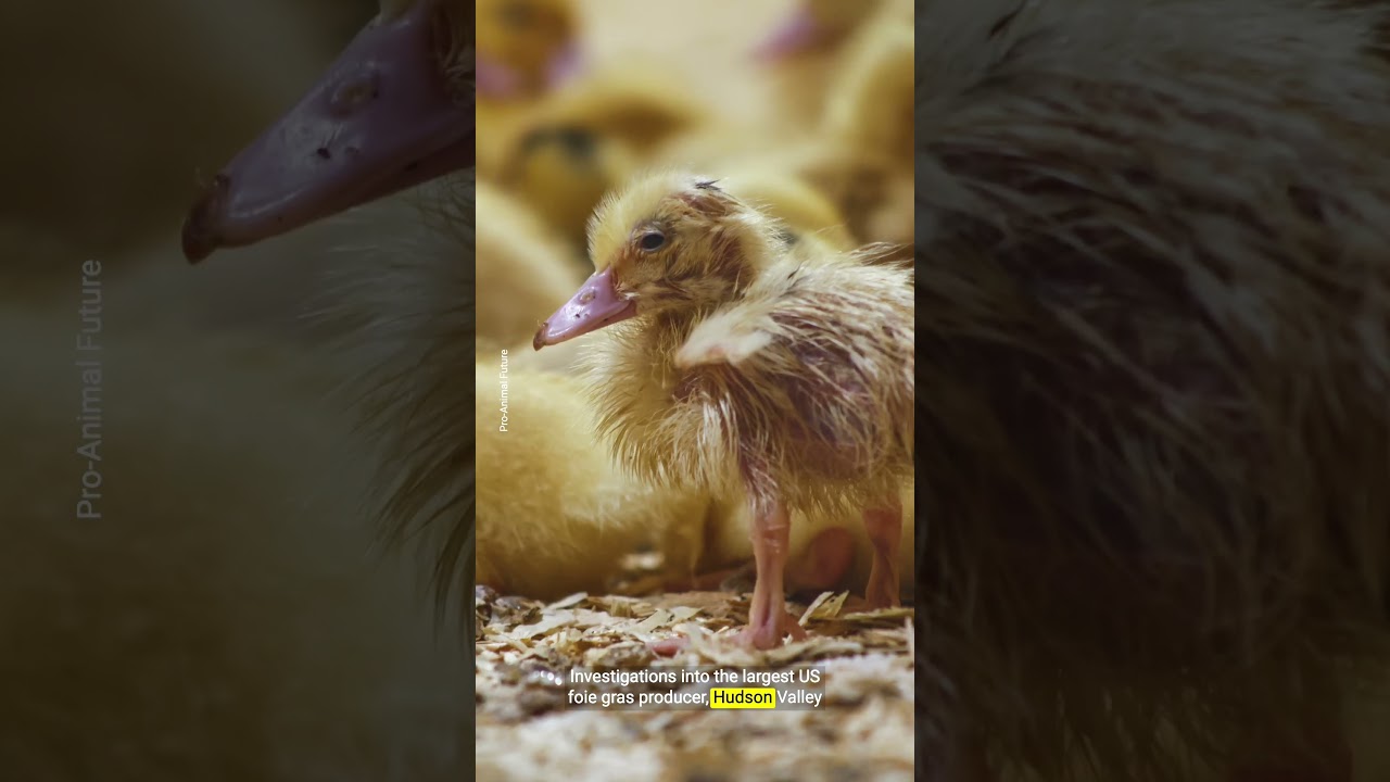 Washington DC and Denver voters consider banning foie gras sales over animal cruelty concerns
