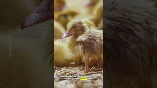 Washington DC and Denver voters consider banning foie gras sales over animal cruelty concerns