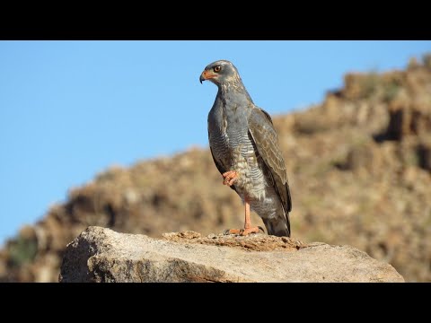 Desert Dream #1- Mabuasehube 2021