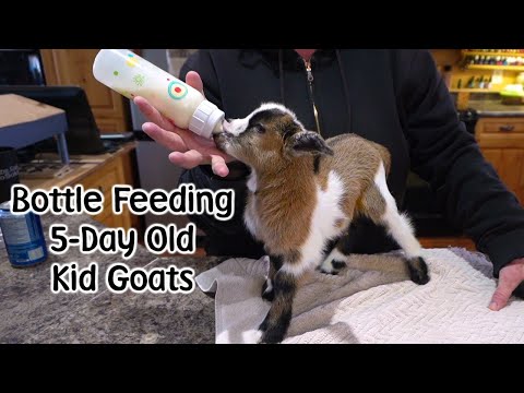 , title : 'Bottle Feeding our 5 day old Kid Goats - In The Kitchen :)'