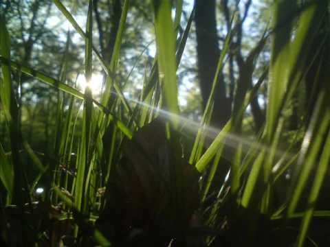 Burial & Four Tet - Wolf Cub