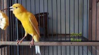 Download lagu MASTERAN KENARI SPEED RAPAT JERNIH PALING DI CARI KICAU MANIA mp3