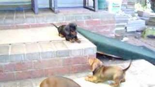 Dachshund Reds Battle Against Black & Tans Puppies