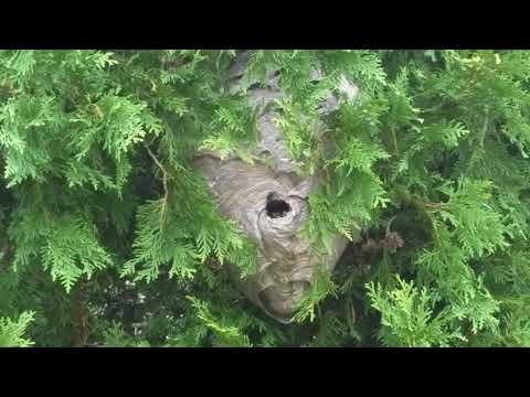 Huge Hornet Nest Outside the Home in Rumson, NJ