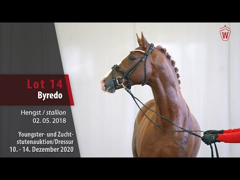 Youngster- und Zuchtstutenauktion/Dressur Lot 14 Byredo Hengst v. Benicio - Zack
