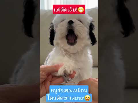 เจ้าหมาน้อย ตัดเล็บนิดเดียว ร้องซะเหมือนโดนตัดขาเลยนะลูก น่าเอ็นดู #คนไทยเป็นคนตลก555
