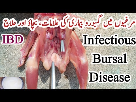 Gumboro Disease Signs, Symptoms, Prevention and Treatment | IBD | Dr. ARSHAD