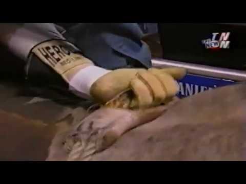 Cash bucks Cody Custer - 02 PBR Finals