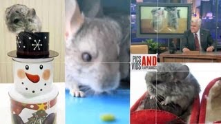 ChinTubeHD - Your Chinchilla World