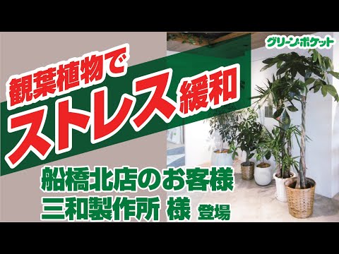 経済学科 観葉植物でストレスを緩和。グリーン・ポケット船橋北店