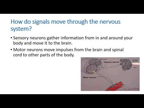 The Nervous System 2 5 3 2020 9 09 22 PM