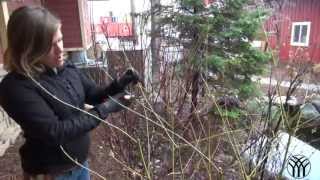How To Prune a Dogwood Shrub