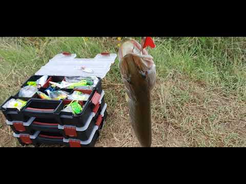 Pescuit pe Olt in Vâlcea, 27.08.2021