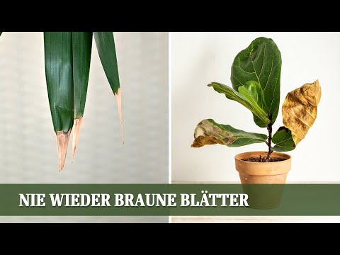 Nie wieder braune Blätter! 5 Pflegetricks für strahlende Zimmerpflanzen