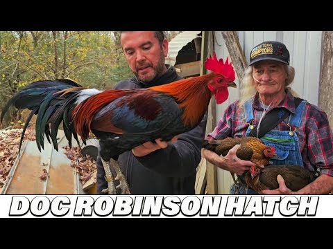 Doc Robinson Hatch Brownred Steve Landers Sweater Beautiful Birds