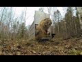 Incredibly Rare Siberian Tiger Release