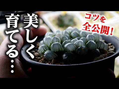 園芸 レブティア・ヘリオサ