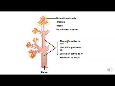 4 Saliva, composición y función.