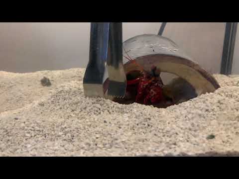 Mantis Shrimp Slow Motion PUNCH