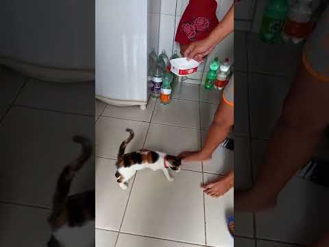 minha gata pedindo leite.
