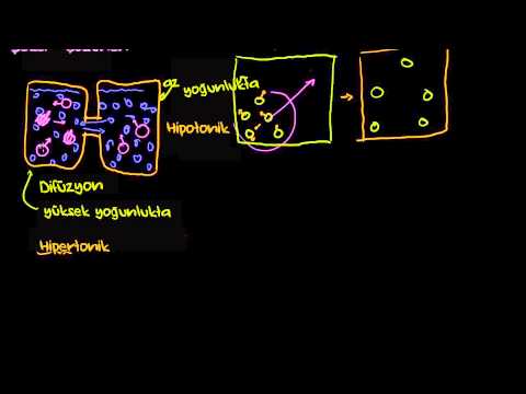 Difüzyon ve Osmoz (Biyoloji / Hücreler)